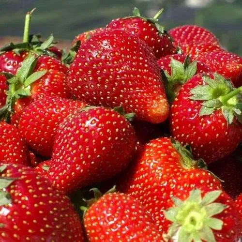 Клубника ПИРЧИНКЬЮ  Клубника ПИРЧИНКЬЮ в Полоцке