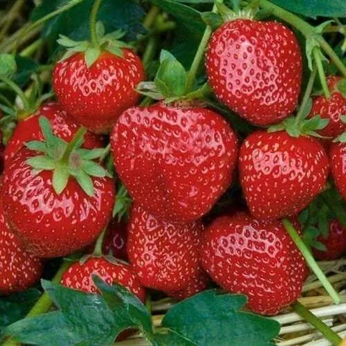 Клубника СЕЛЬВА ремонтантная  Клубника СЕЛЬВА ремонтантная в Полоцке