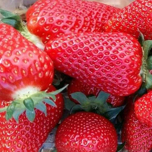 Клубника АМИ  Клубника АМИ в Полоцке