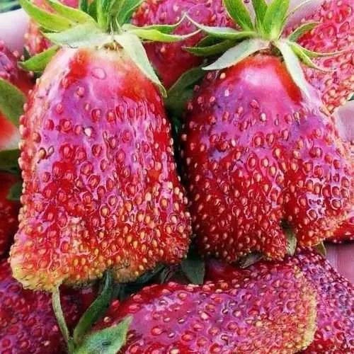 Клубника КУПЧИХА  Клубника КУПЧИХА в Полоцке