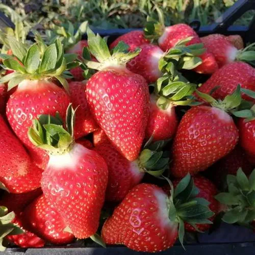 Клубника ЛЮЧИЯ  Клубника ЛЮЧИЯ в Полоцке