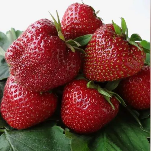 Клубника НАБИЛА  Клубника НАБИЛА в Полоцке