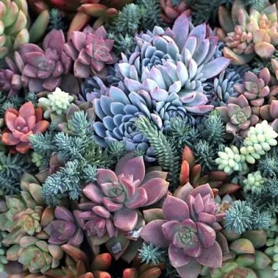 Суккуленты  Суккуленты в Полоцке