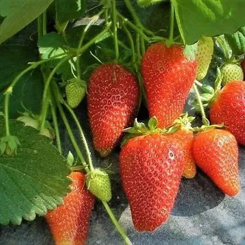 Клубника РОКСАНА  Клубника РОКСАНА в Полоцке