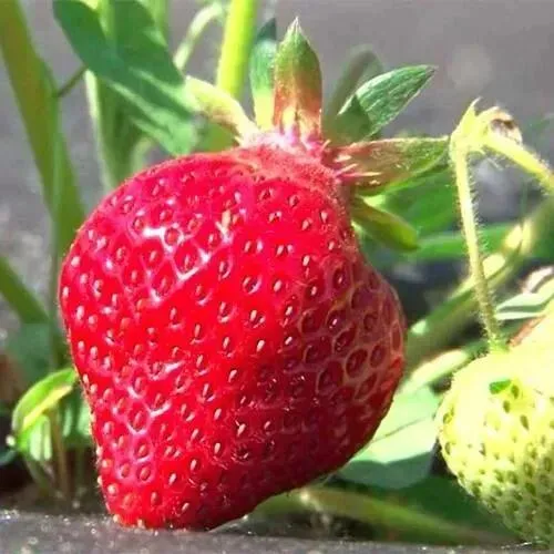 Клубника ХОНЕЙ  Клубника ХОНЕЙ в Полоцке