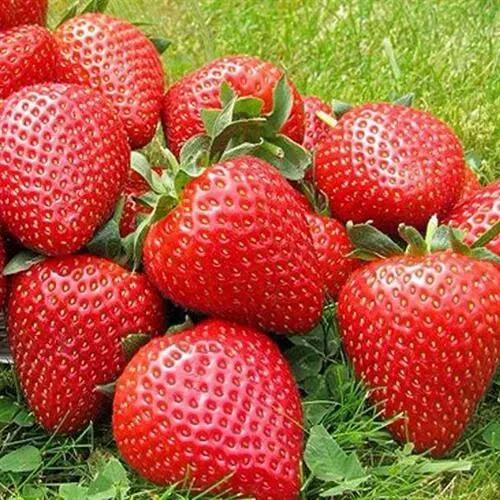 Клубника ЭЛИАНЕ  Клубника ЭЛИАНЕ в Полоцке