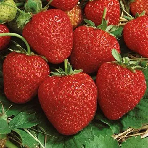 Клубника КОРОНА  Клубника КОРОНА в Полоцке