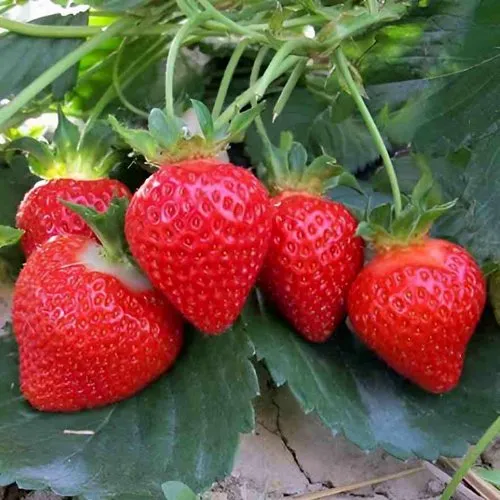 Клубника ТЕА  Клубника ТЕА в Полоцке