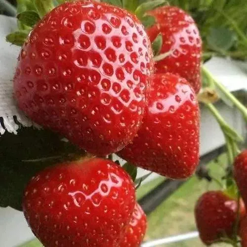 Клубника АРГЕНТЕРА  Клубника АРГЕНТЕРА в Полоцке