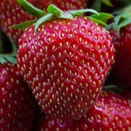 Клубника НАНДИ  Клубника НАНДИ в Полоцке