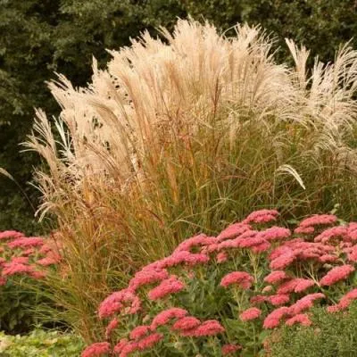 Злаки  Злаки в Полоцке