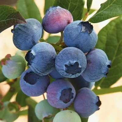 Голубика ОСОРНО  Голубика ОСОРНО в Полоцке