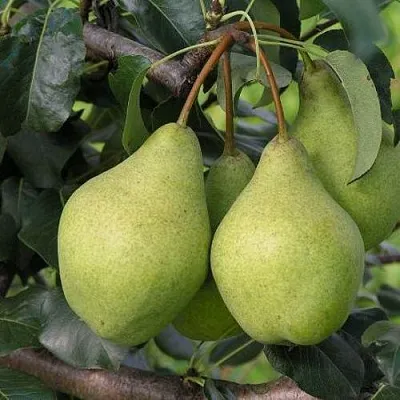 Груша ОРЛОВСКАЯ ЛЕТНЯЯ  Груша ОРЛОВСКАЯ ЛЕТНЯЯ в Полоцке