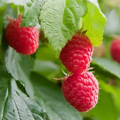 Малина МАРАВИЛЛА  Малина МАРАВИЛЛА в Полоцке