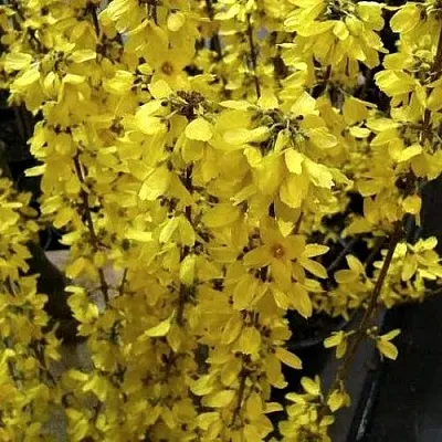 Форзиция ГОЛДРАУШ  Форзиция ГОЛДРАУШ в Полоцке