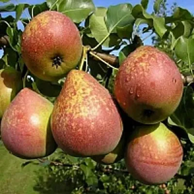 Груша МРАМОРНАЯ  Груша МРАМОРНАЯ в Полоцке