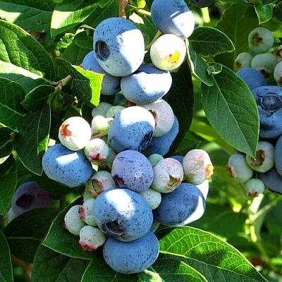 Голубика ВЕЙМУТ  Голубика ВЕЙМУТ в Полоцке