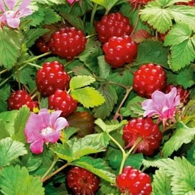 саженцы княженики саженцы княженики