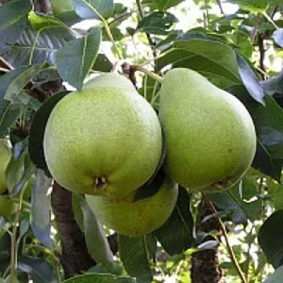 Груша МАСЛЯНИСТАЯ ЛЕТНЯЯ  Груша МАСЛЯНИСТАЯ ЛЕТНЯЯ в Полоцке