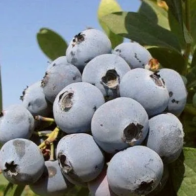 Голубика ЦУКЕР ТРАУБЕ  Голубика ЦУКЕР ТРАУБЕ в Полоцке