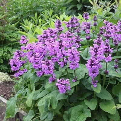 Буквица крупноцветковая  Буквица крупноцветковая в Полоцке