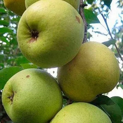 саженцы груши саженцы груши