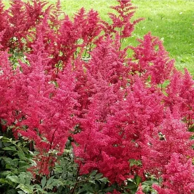 Астильба СКАЙСКРЕЙПЕР китайская  Астильба СКАЙСКРЕЙПЕР китайская в Полоцке