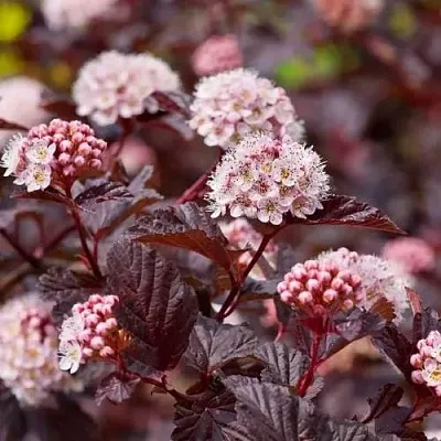 Пузыреплодник АНДРЕ   Пузыреплодник АНДРЕ  в Полоцке