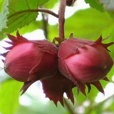 Фундук АЙВЕНГО  Фундук АЙВЕНГО в Полоцке