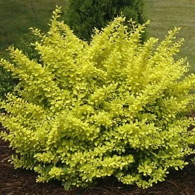 Барбарис АУРЕА тунберга  Барбарис АУРЕА тунберга в Полоцке