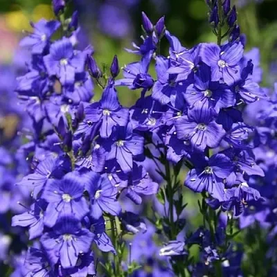 Вероника австрийская  Вероника австрийская в Полоцке