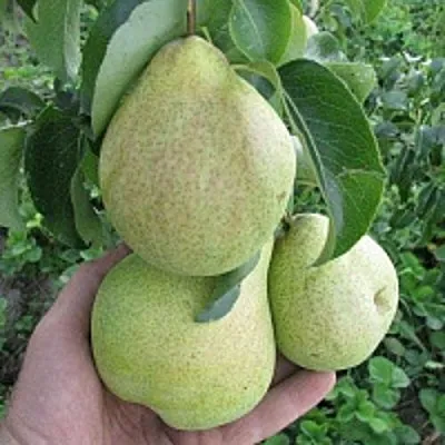 Груша КУДЕСНИЦА  Груша КУДЕСНИЦА в Полоцке