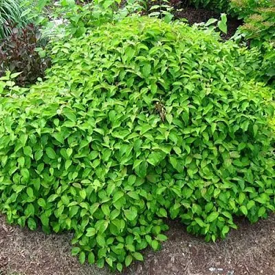 Дерен КЕЛСЕИ шелковистый   Дерен КЕЛСЕИ шелковистый  в Полоцке