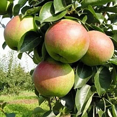 Груша КУПАЛА  Груша КУПАЛА в Полоцке