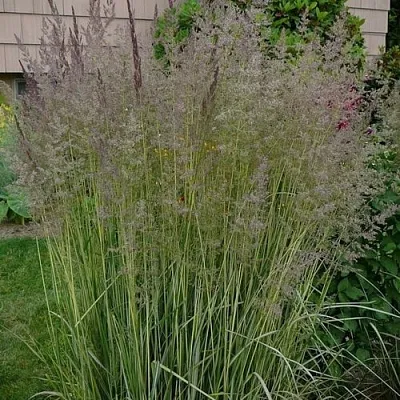 Вейник АВАЛАНШ остроцветковый  Вейник АВАЛАНШ остроцветковый в Полоцке