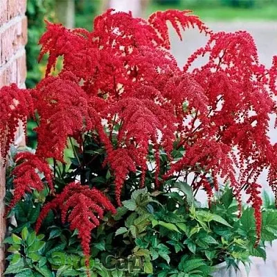Астильба РЕД ЧАРМ Арендса  Астильба РЕД ЧАРМ Арендса в Полоцке