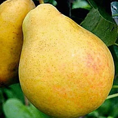 Груша САХАРНАЯ  Груша САХАРНАЯ в Полоцке