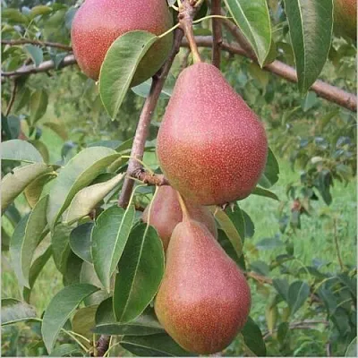 Румяная Кедрина Румяная Кедрина