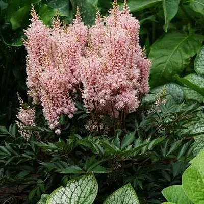 Астильба ЛУК ЭТ МИ японская  Астильба ЛУК ЭТ МИ японская в Полоцке