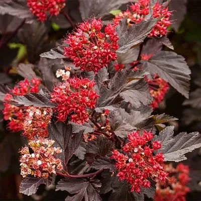 Пузыреплодник РЕД БАРОН  Пузыреплодник РЕД БАРОН в Полоцке