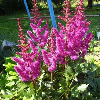 Астильба ЭЛИЗАБЕТ ВАН ВИН японская  Астильба ЭЛИЗАБЕТ ВАН ВИН японская в Полоцке