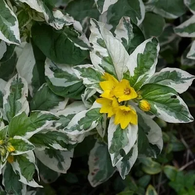 Вербейник АЛЕКСАНДР точечный  Вербейник АЛЕКСАНДР точечный в Полоцке