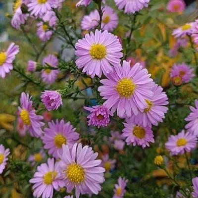 Астра СТРОУБЕРРИ ЭНД КРИМ новобельгийская  Астра СТРОУБЕРРИ ЭНД КРИМ новобельгийская в Полоцке