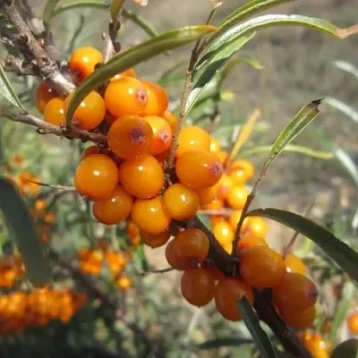 Облепиха СУДАРУШКА  Облепиха СУДАРУШКА в Полоцке