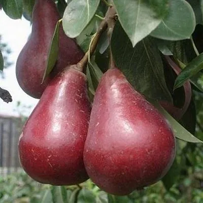 Груша СТАРКРИМСОН  Груша СТАРКРИМСОН в Полоцке