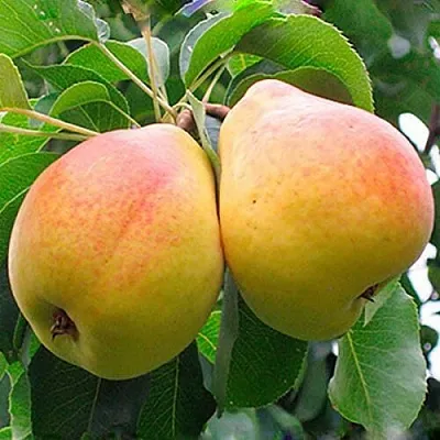 Груша ФЛЕЙТА  Груша ФЛЕЙТА в Полоцке