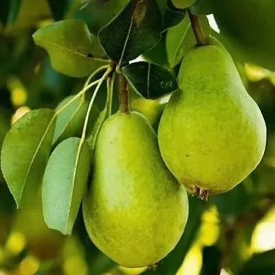 Груша СЕВЕРЯНКА колонновидная  Груша СЕВЕРЯНКА колонновидная в Полоцке