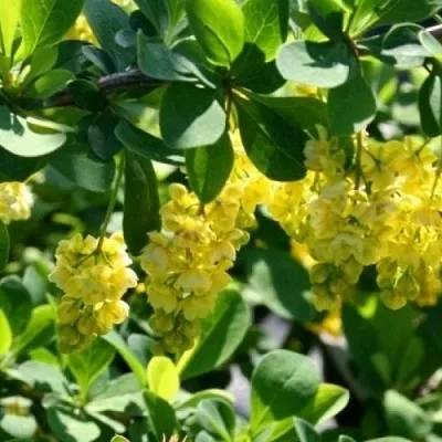 Барбарис ИНДИАН САММЕР   Барбарис ИНДИАН САММЕР  в Полоцке