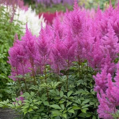 Астильба АМЕТИСТ Арендса  Астильба АМЕТИСТ Арендса в Полоцке
