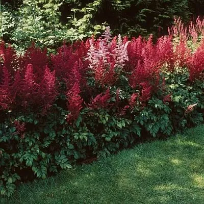 Астильба ГРАНАТ Арендса  Астильба ГРАНАТ Арендса в Полоцке